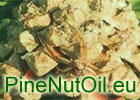 Cedar Nuts Resources